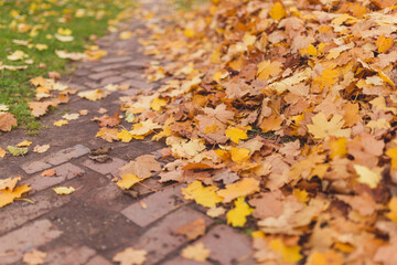 Fall Yellow Leaves Leaf Foliage Nature Background