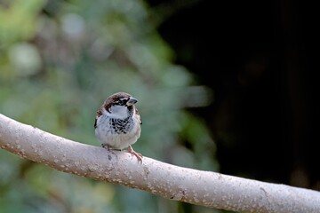 Male Italian Sparrow or cisalpine sparrow (Passer italiae), Crete