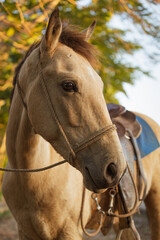 Obraz premium Cuban Criollo Horse Animal Wearing Saddle