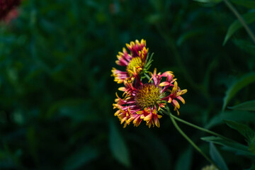 Helenium flowers in the late summer garden