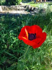 red poppy in the garden