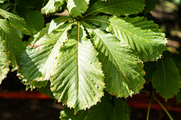 Green leaves of chestnut tree in the park