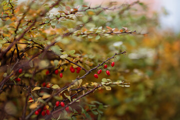 A close-up of a thorny barberry shrub with vibrant red berries and autumn foliage. The natural texture and warm earth tones create a rustic, seasonal atmosphere, perfect for nature, fall, or botanical