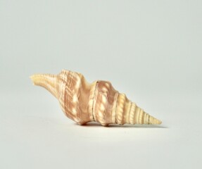 One small beige brown colored conch kerang terompet sea shell marine object isolated on horizontal white background.