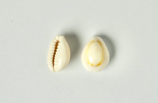 Two pieces of kerang cowry or kuwuk Sea shell isolated on horizontal white background.