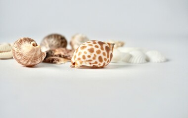Group of snail sea shells objects isolated on horizontal copy spaced white background.