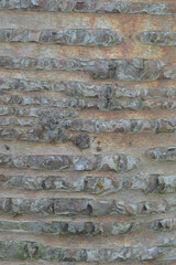 Beautiful close-up of the bark of betula maximowicziana