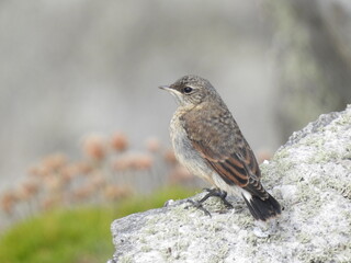 Northern Wheatear perching on the side of a sloping rock