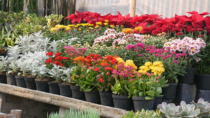 Brightly colored flowers such as red, yellow, white, and purple are neatly arranged in black pots in the plant store's display.
