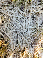 frozen plant texture