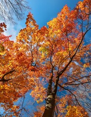 Fototapeta premium Vibrant autumn leaves paint a stunning picture against the clear blue sky.