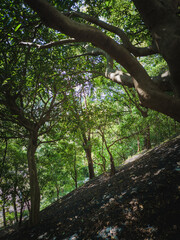 Fototapeta premium trees in the city