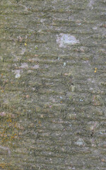 Beautiful close-up of the bark of betula lenta