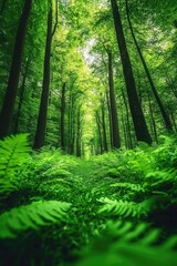 Fototapeta premium Lush Green Forest with Trees