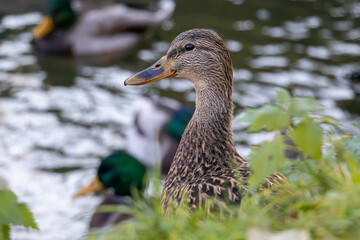 Duck stands on shore of pond with his neck stretched out