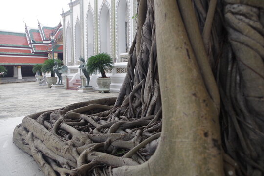 raices