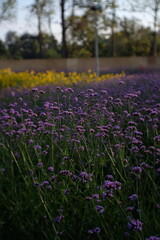 Fototapeta premium lavender field in spring