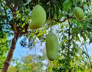 Green Mangoes (Mangifera indica) Hanging from a Tree in Guatemala. Typical fruit of Guatemala