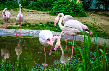 A flock of beautiful flamingos stand in the water of a small lake. Birds in the zoo
