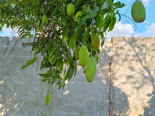 Green mangoes (Mangifera indica) hanging from a tree in a house in Guatemala. Typical fruit of Guatemala