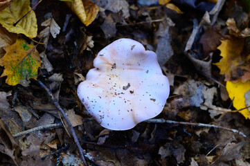 A Blewit Mushroom by the Barbour Rock Trail, in Watson Township, Pennsylvania.