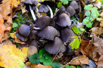 Common Ink Cap Mushrooms by the Barbour Rock Trail, in Watson Township, Pennsylvania.