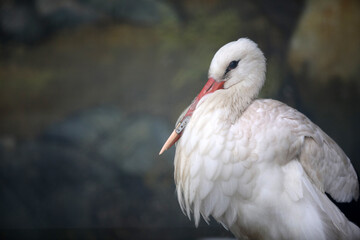 A white stork at the Sofia Zoo with a 3D-printed beak prosthesis. The prosthesis allows the animal to eat normally and actually saves its life.