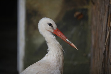 A white stork at the Sofia Zoo with a 3D-printed beak prosthesis. The prosthesis allows the animal to eat normally and actually saves its life.