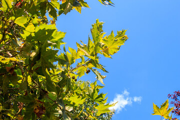 Obraz premium yellow, green tree leaves against blue sky