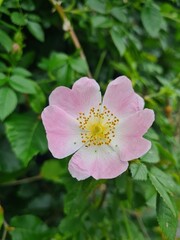 Fototapeta premium pink rose flower