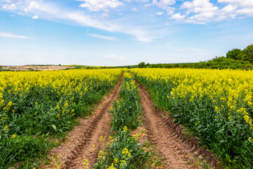 Two tractor tire tracks in a rapeseed field, dirt road in Southern Bulgaria, Haskovo region 