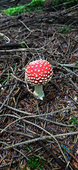 Close-Up of Vibrant Red Fly Agaric Mushroom on a Natural Forest Floor