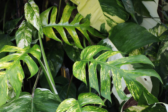 Variegated Aroid Epipremnum Yellow flame rare indoor house plant