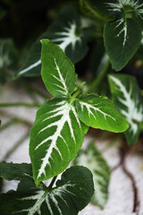 Silver Crowfoot plant (Syngonium wendlandii) tropical houseplant growing best for indoor gardening