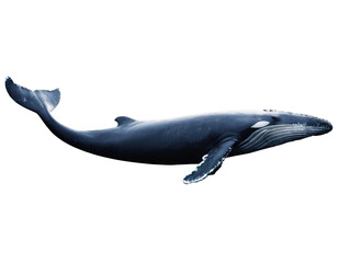 A giant whale gliding through the deep blue ocean. Transparent Background