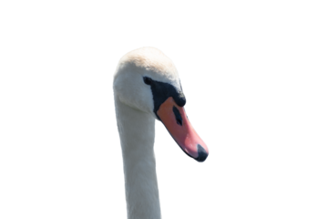 Swan head, isolated object.