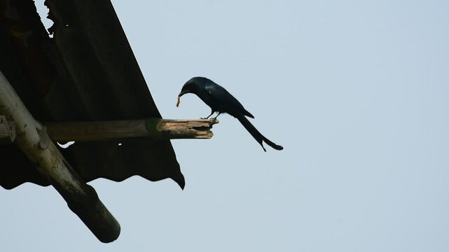 a black bird drongo waiting in a stick want to catch insects