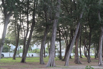 trees in the forest