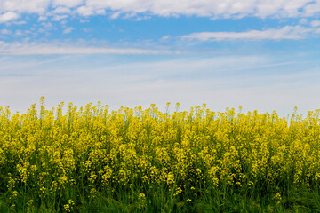 Rapeseed, Brassica napus plants under cloudy May sky in Southern Bulgaria, Haskovo region 