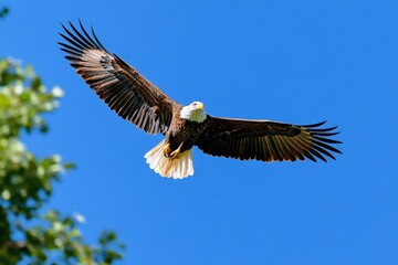 Obraz premium An American eagle in mid-flight, clutching an American flag in its talons