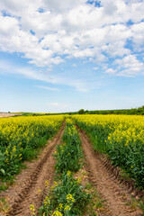 Two tractor tire tracks in a rapeseed field, dirt road in Southern Bulgaria, Haskovo region 