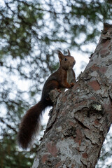 A squirrel is sitting on a tree branch