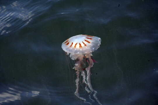 Jellyfish on the Texas Gulf Coast, nature, wildlife, outdoors, gulf, water, animal 