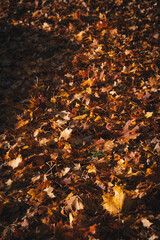 golden autumn leaves