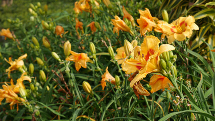 A group of Daylily flowers with a combination of orange and yellow colors bloom abundantly in the garden.