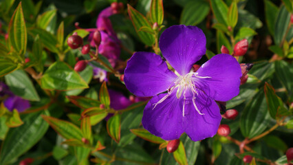 Fototapeta premium The striking purple flower of Princess Flower or Tibouchina urvilleana stands out against the lush green foliage and unopened red buds, offering a visually captivating and contrasting scene.