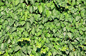 Background of a wall covered with ivy plants.
