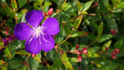 Fototapeta premium The striking purple flower of Princess Flower or Tibouchina urvilleana stands out against the lush green foliage and unopened red buds, offering a visually captivating and contrasting scene.