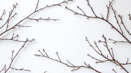 branches on white background with free space