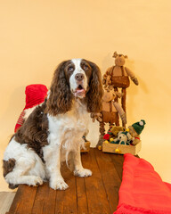 Springer spaniel posing on christmas themed set with presents